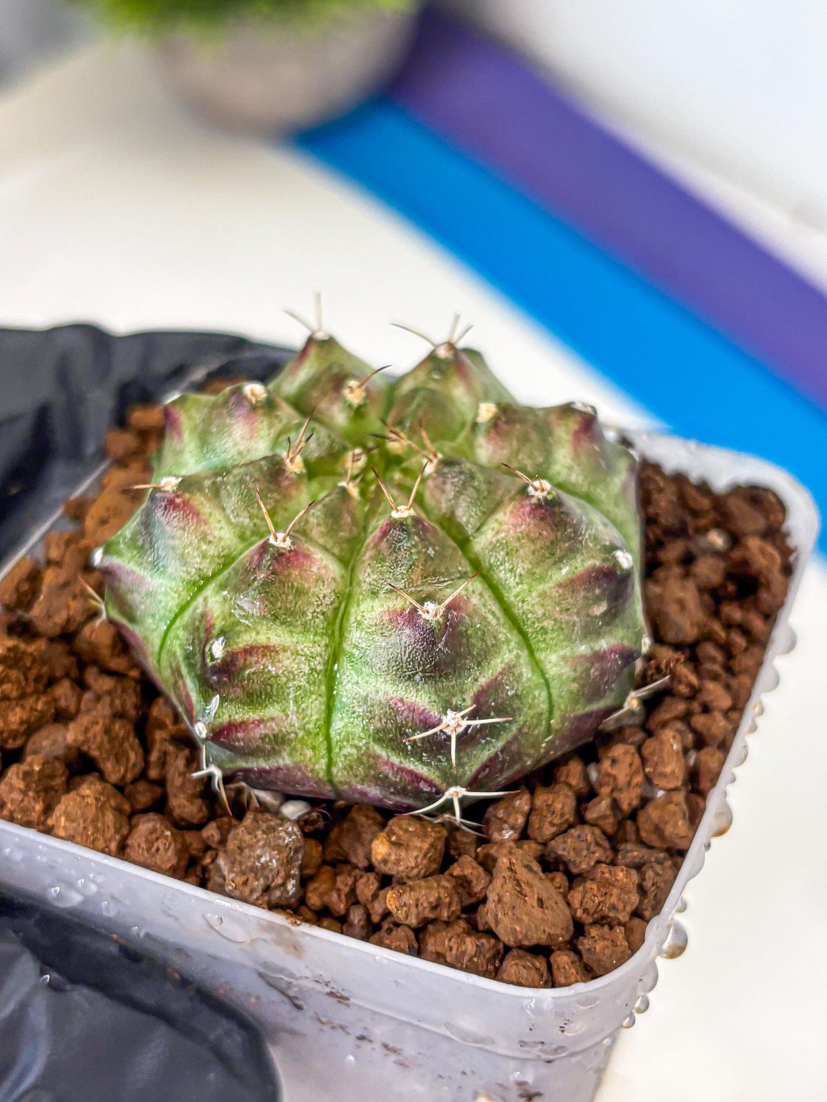 Gymnocalycium Neon (gy16) (11) | Variegated cactus