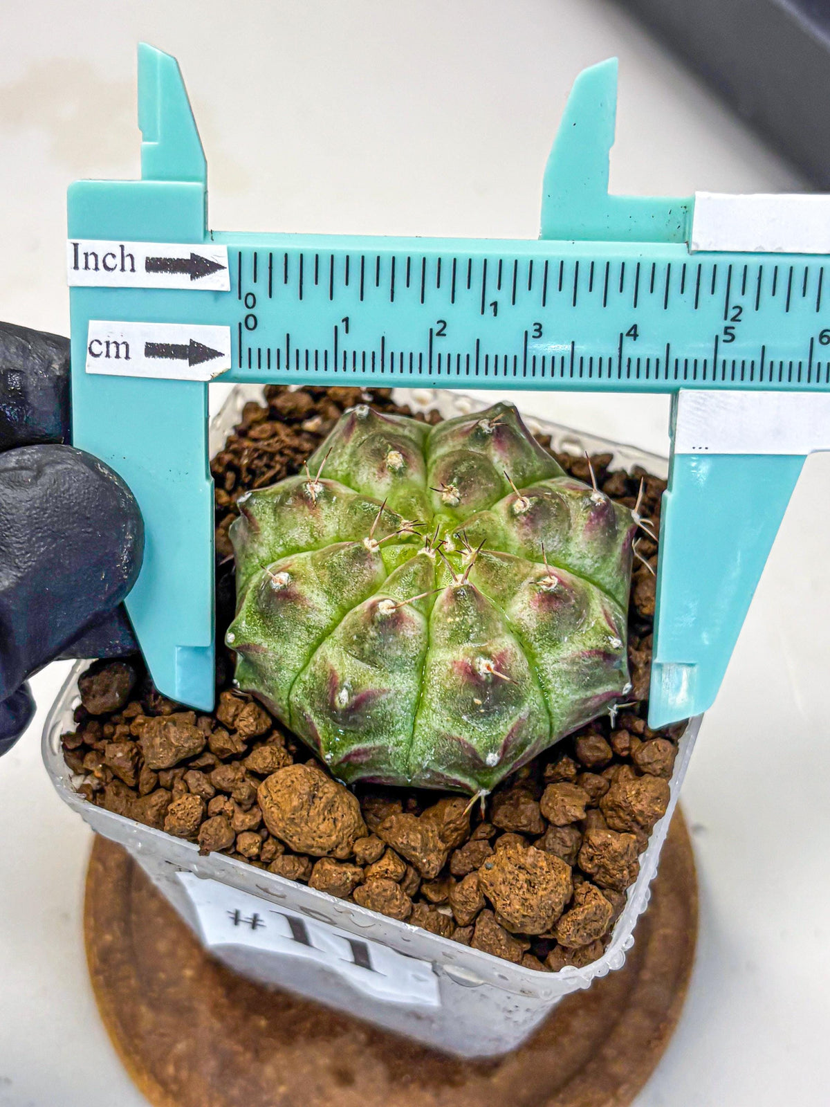 Gymnocalycium Neon (gy16) (11) | Variegated cactus