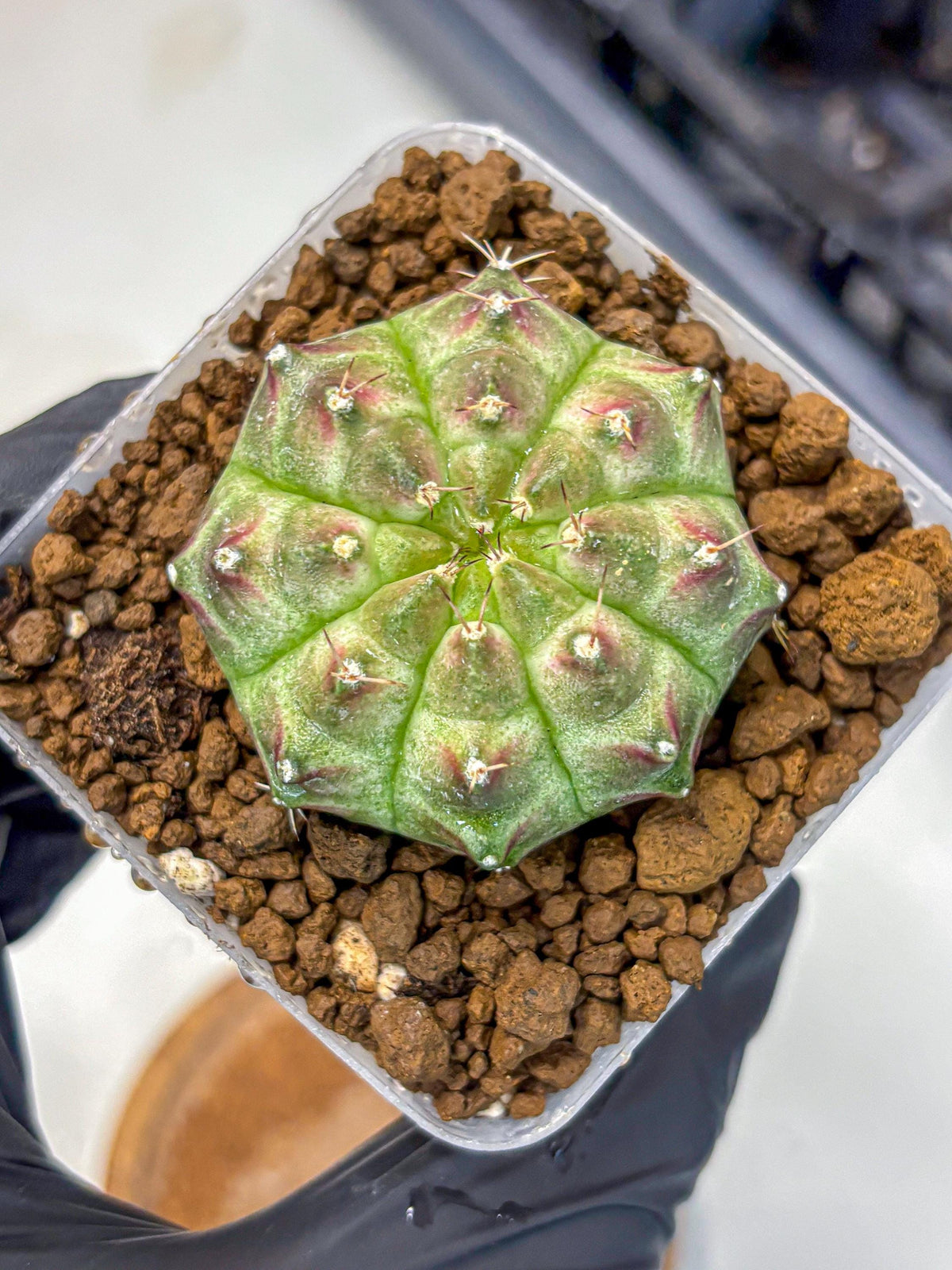 Gymnocalycium Neon (gy16) (11) | Variegated cactus