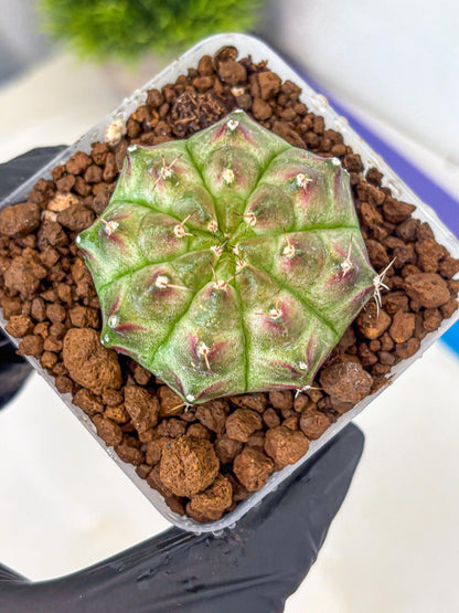 Gymnocalycium Neon (gy16) (11) | Variegated cactus
