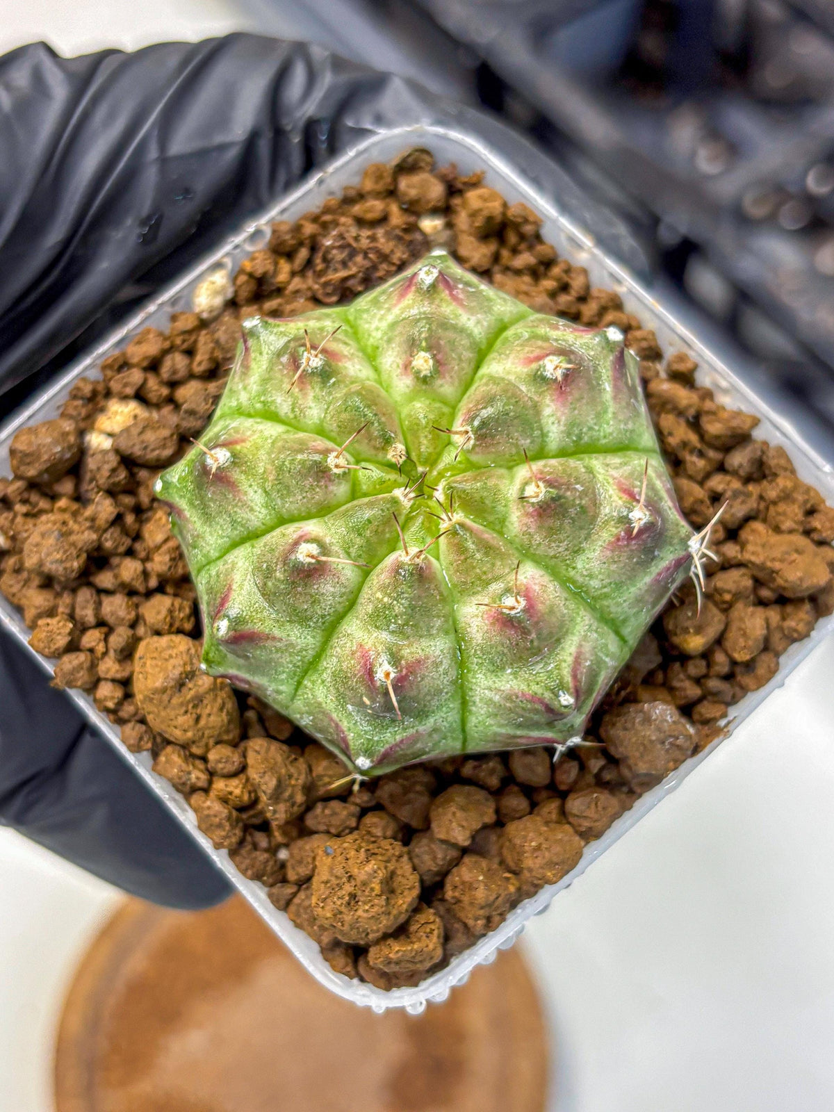 Gymnocalycium Neon (gy16) (11) | Variegated cactus