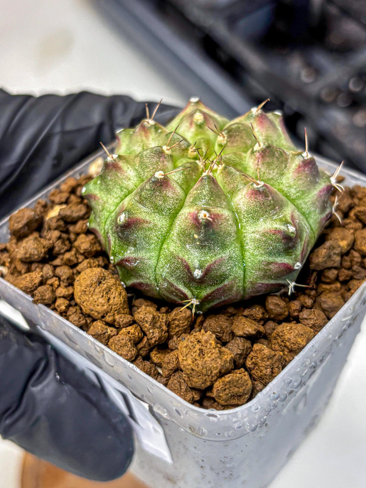 Gymnocalycium Neon (gy16) (11) | Variegated cactus