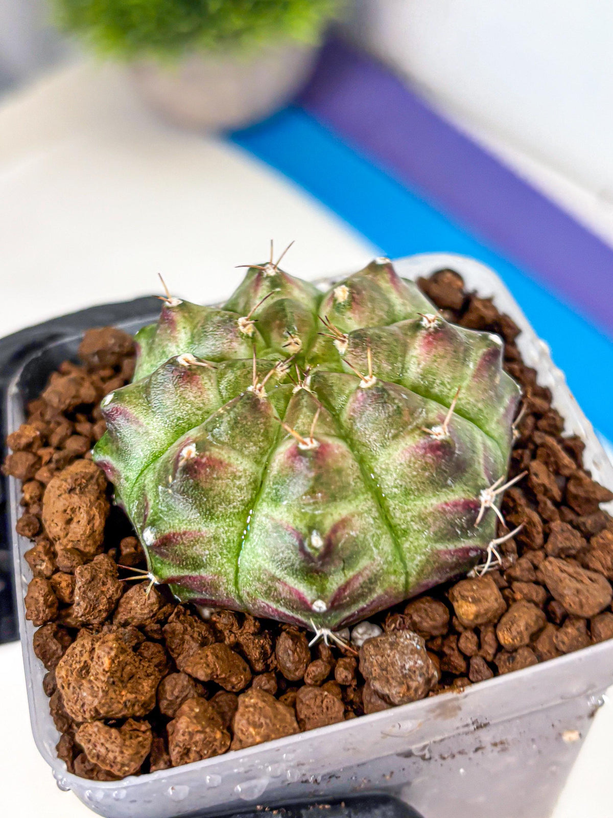 Gymnocalycium Neon (gy16) (11) | Variegated cactus