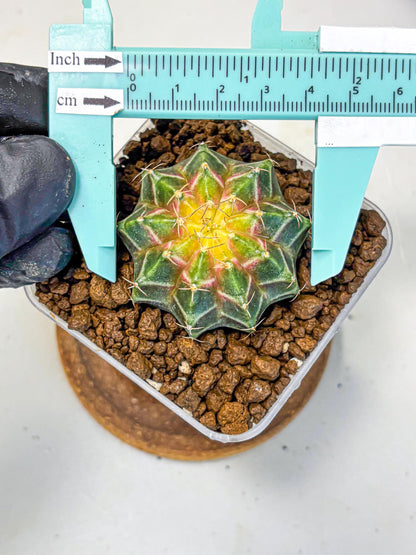 Gymnocalycium Neon (gy16) (12) | Variegated cactus