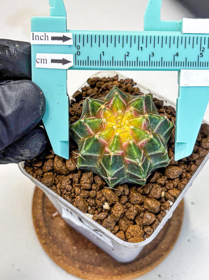 Gymnocalycium Neon (gy16) (12) | Variegated cactus