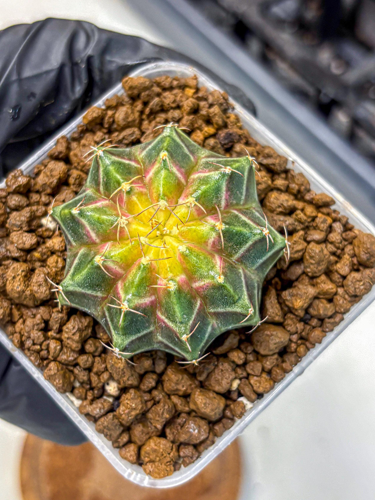 Gymnocalycium Neon (gy16) (12) | Variegated cactus