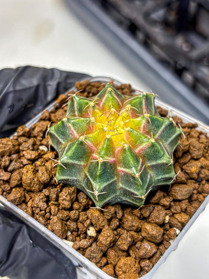Gymnocalycium Neon (gy16) (12) | Variegated cactus