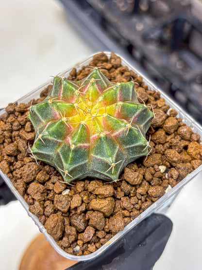 Gymnocalycium Neon (gy16) (12) | Variegated cactus