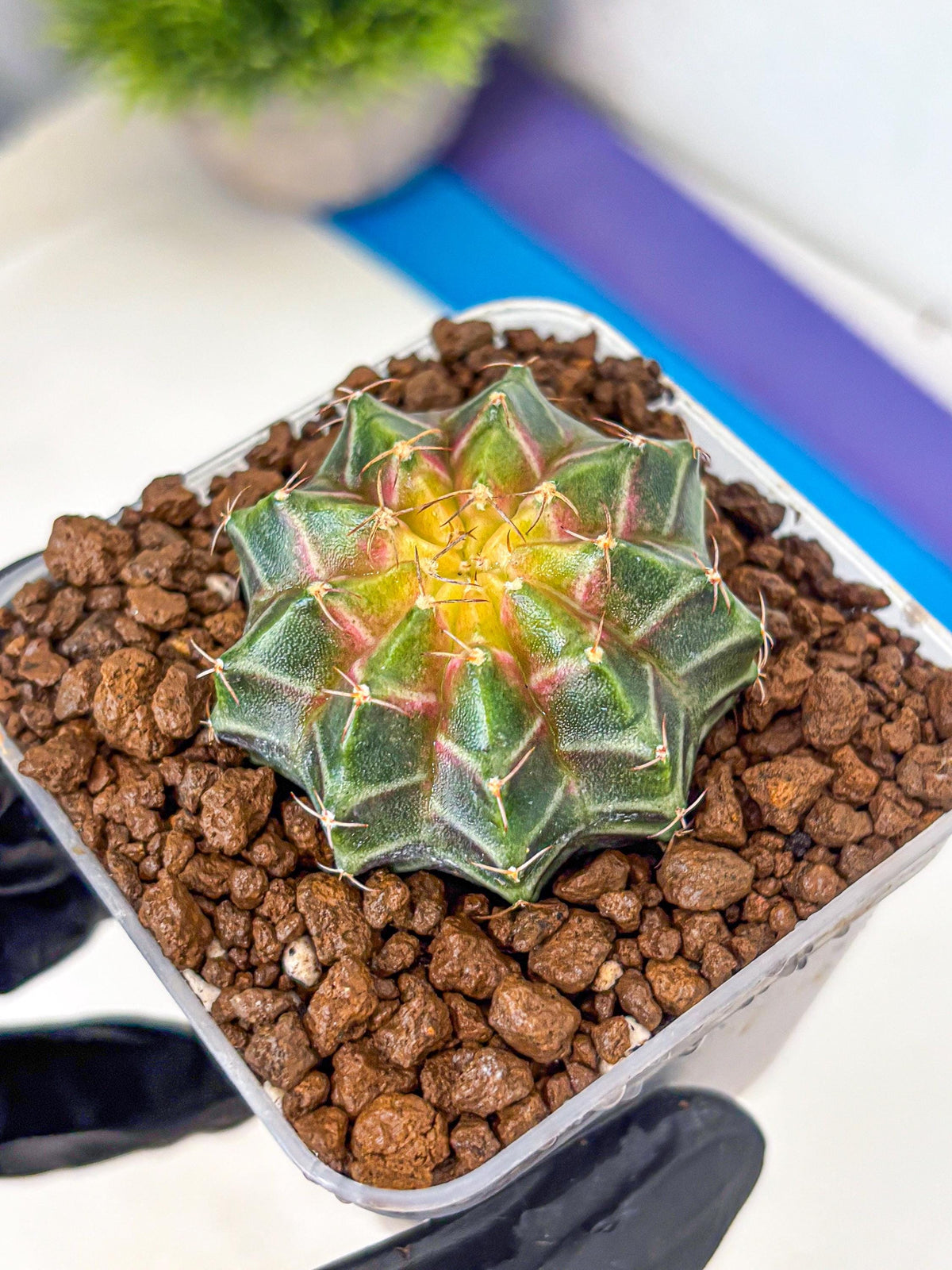 Gymnocalycium Neon (gy16) (12) | Variegated cactus