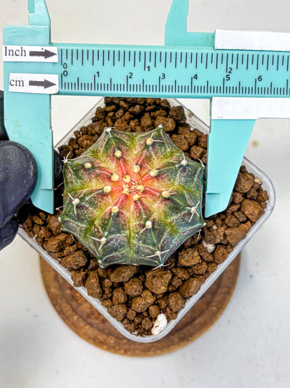 Gymnocalycium Neon (gy16) (13) | Variegated cactus