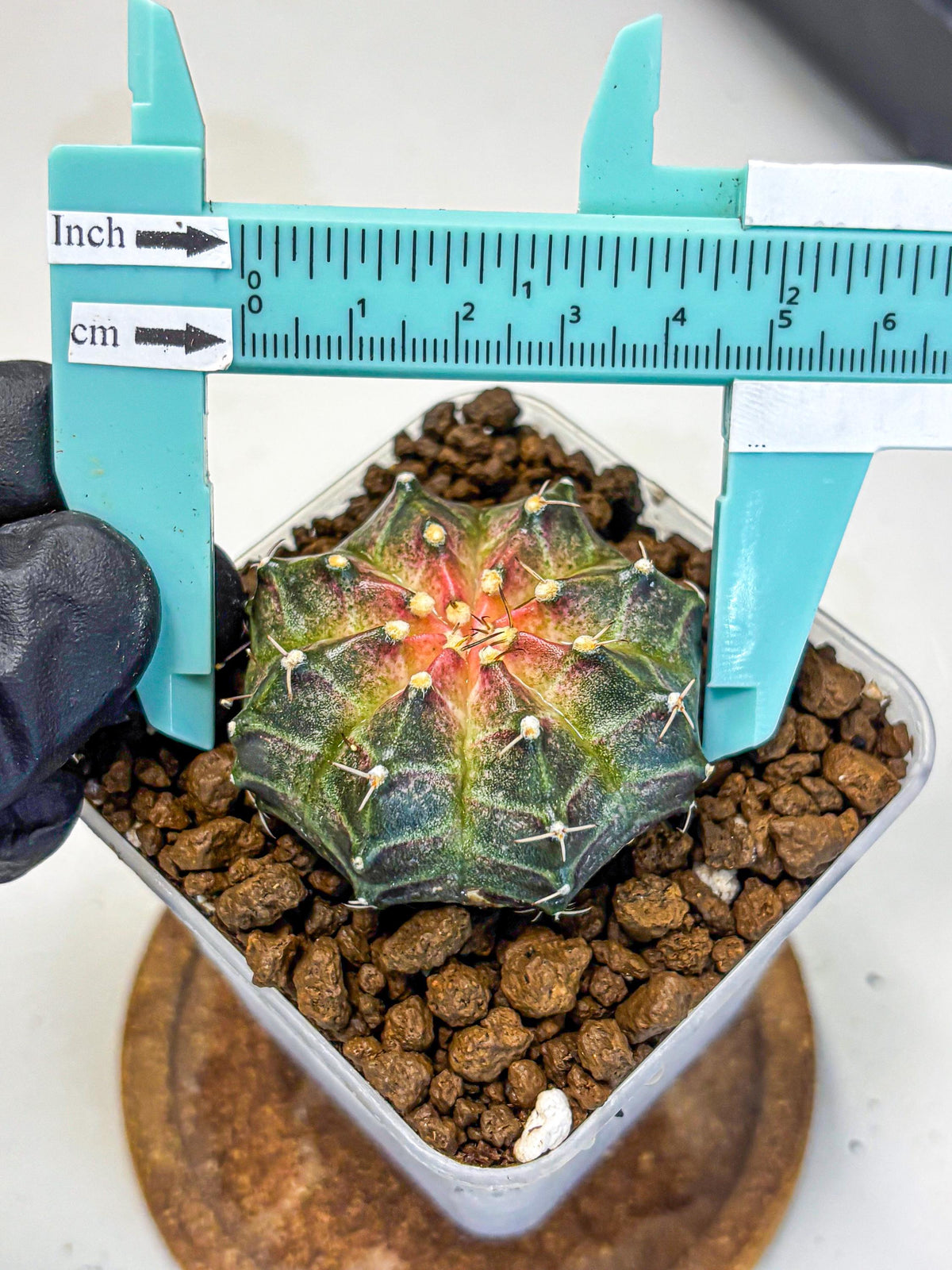 Gymnocalycium Neon (gy16) (13) | Variegated cactus