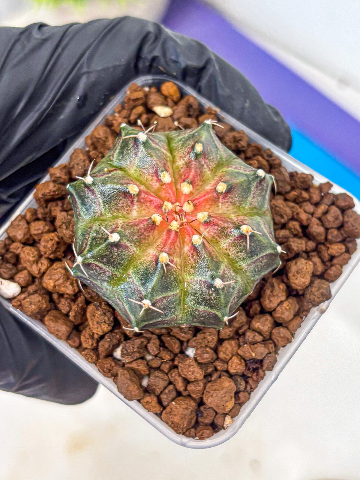 Gymnocalycium Neon (gy16) (13) | Variegated cactus
