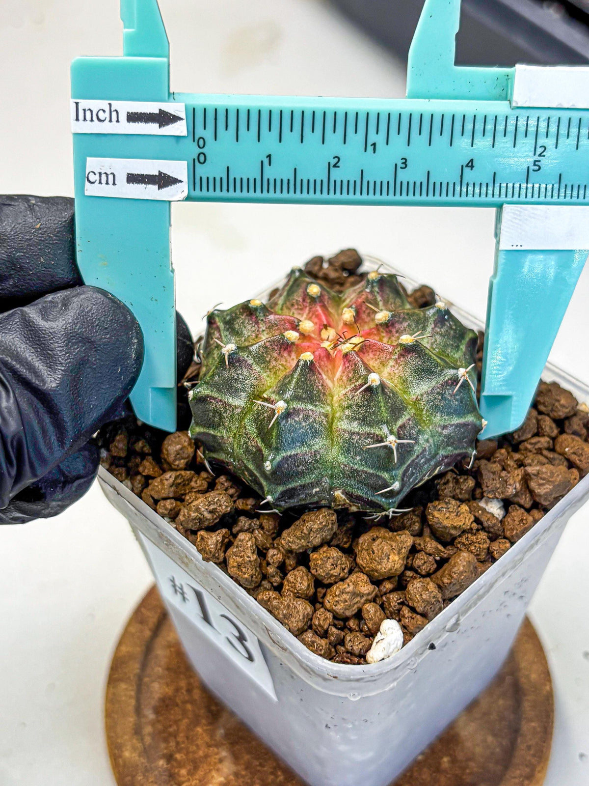Gymnocalycium Neon (gy16) (13) | Variegated cactus