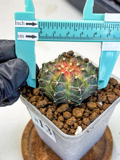 Gymnocalycium Neon (gy16) (13) | Variegated cactus