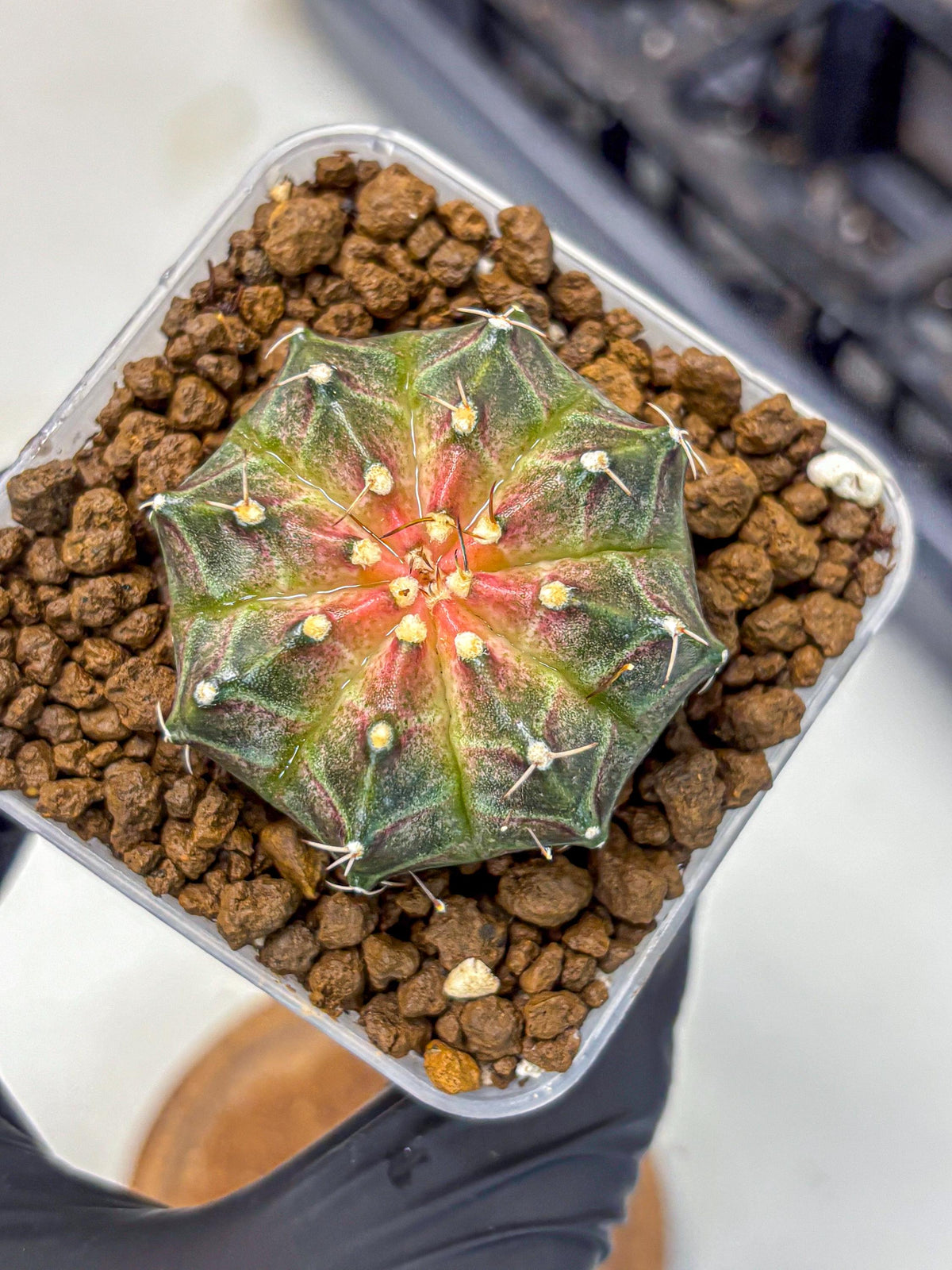 Gymnocalycium Neon (gy16) (13) | Variegated cactus