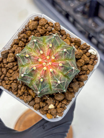 Gymnocalycium Neon (gy16) (13) | Variegated cactus