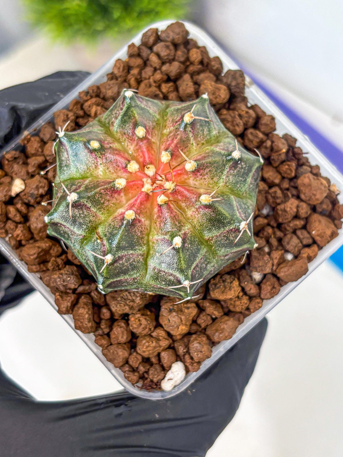 Gymnocalycium Neon (gy16) (13) | Variegated cactus