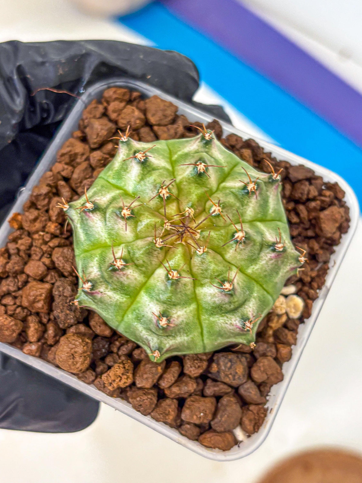 Gymnocalycium Neon (gy16) (14) | Variegated cactus