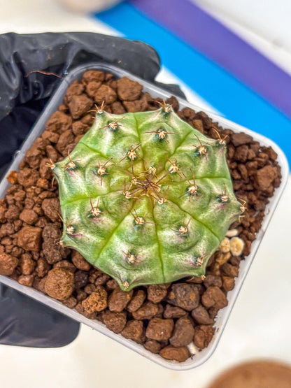 Gymnocalycium Neon (gy16) (14) | Variegated cactus