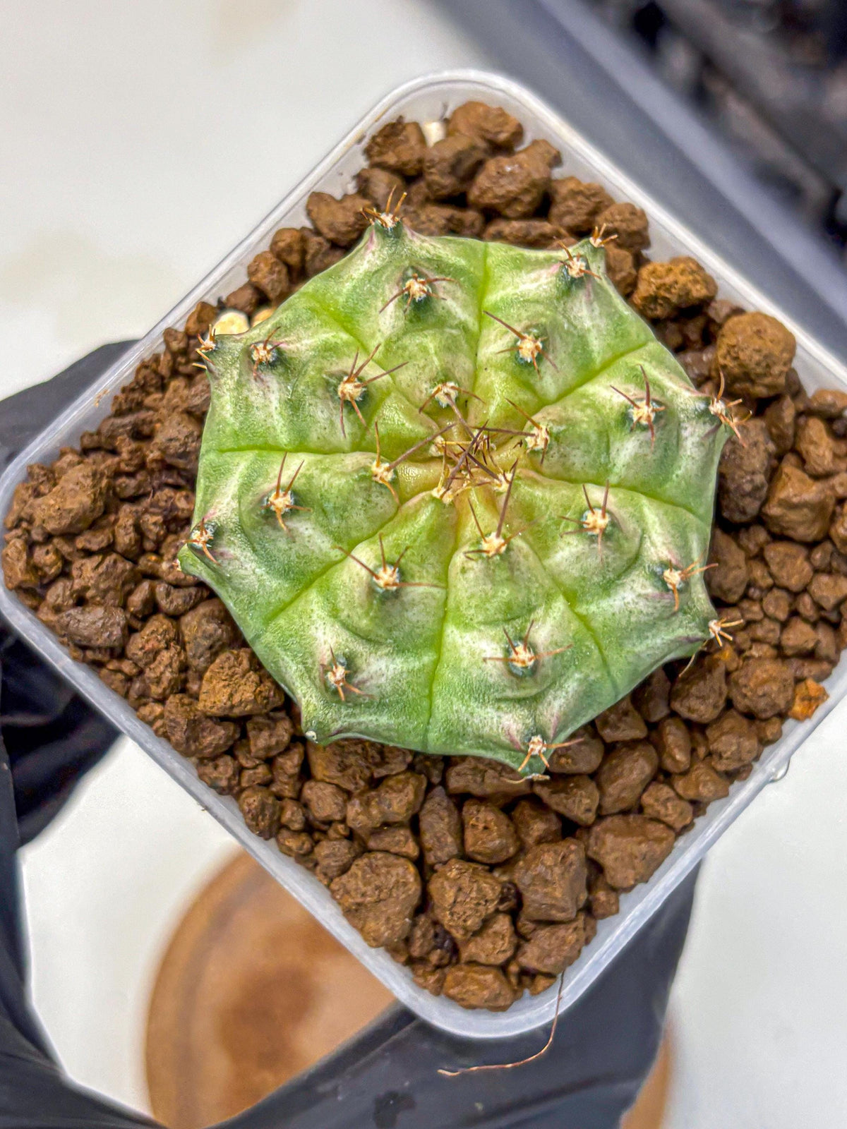 Gymnocalycium Neon (gy16) (14) | Variegated cactus