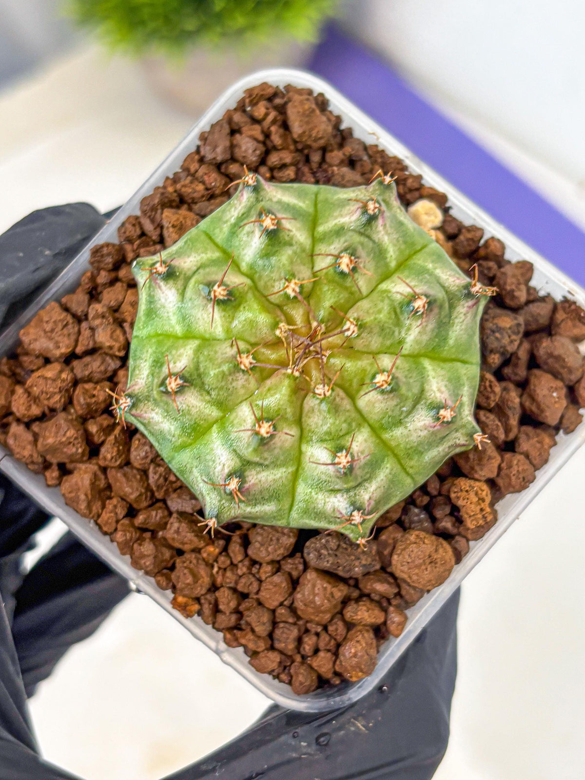 Gymnocalycium Neon (gy16) (14) | Variegated cactus