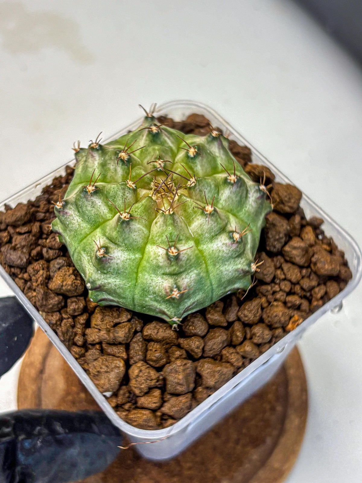 Gymnocalycium Neon (gy16) (14) | Variegated cactus