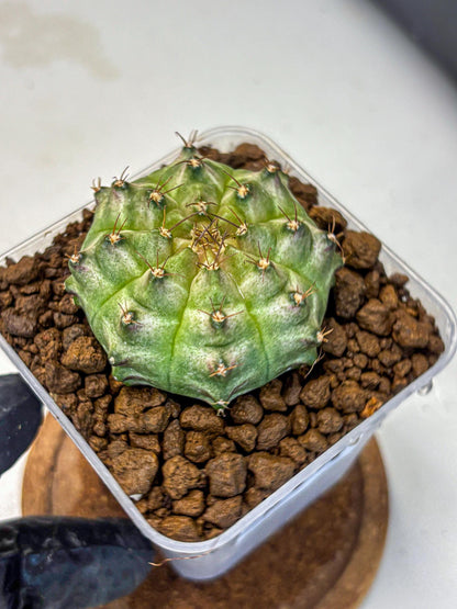 Gymnocalycium Neon (gy16) (14) | Variegated cactus
