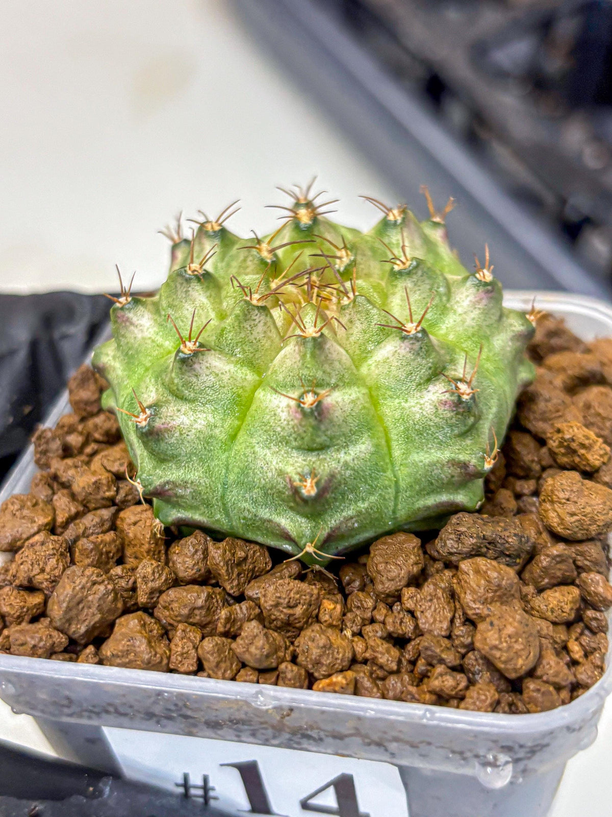Gymnocalycium Neon (gy16) (14) | Variegated cactus