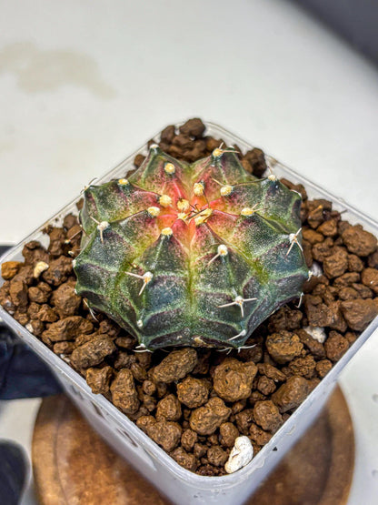 Gymnocalycium Neon (gy16) (13) | Variegated cactus