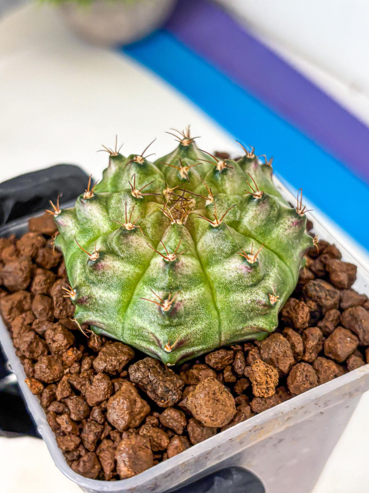 Gymnocalycium Neon (gy16) (14) | Variegated cactus