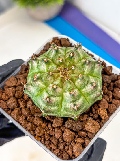 Gymnocalycium Neon (gy16) (14) | Variegated cactus