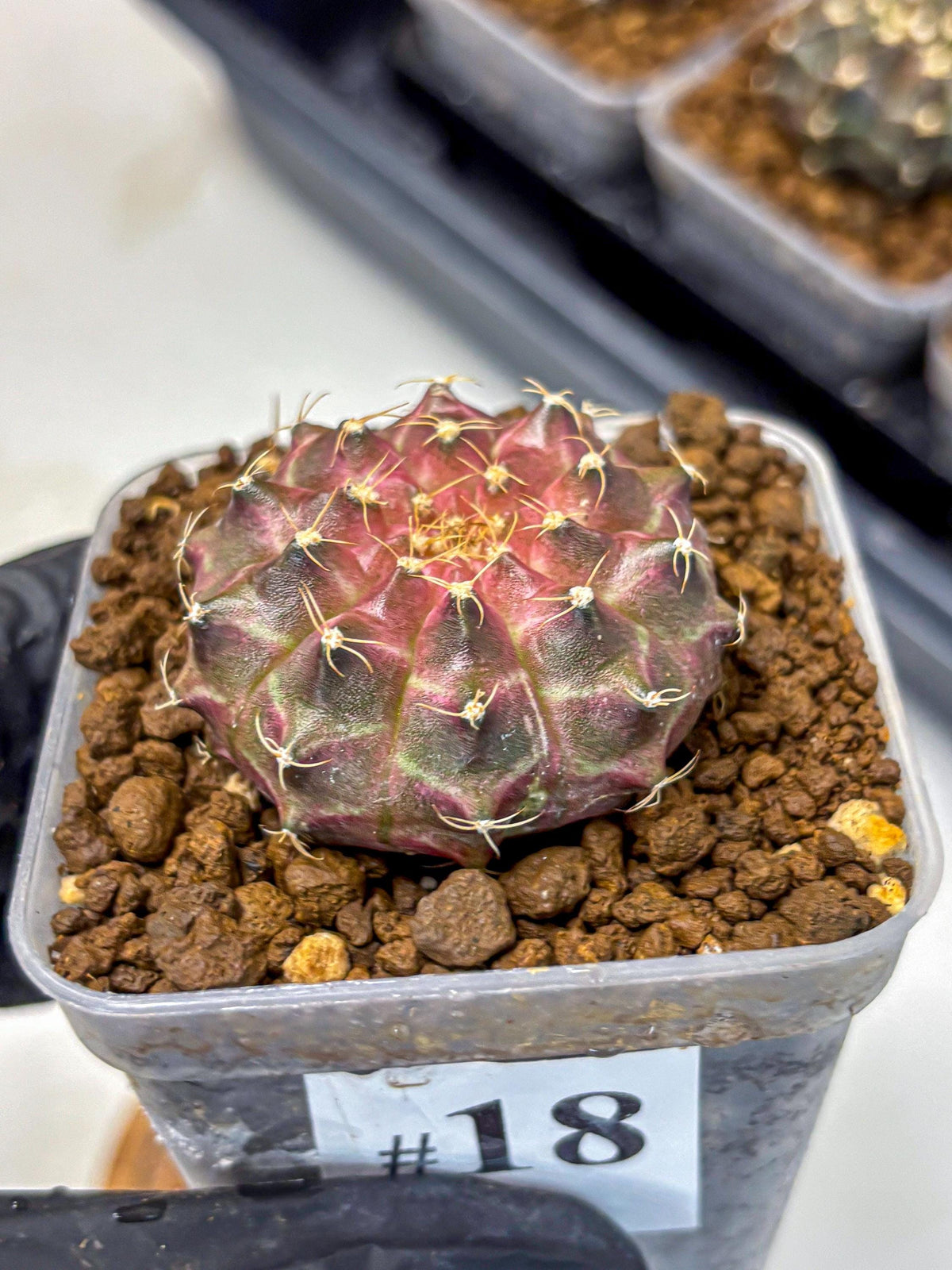 Gymnocalycium Neon (gy16) (18) | Variegated cactus