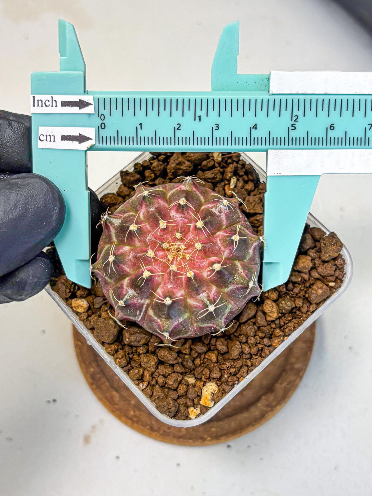 Gymnocalycium Neon (gy16) (18) | Variegated cactus