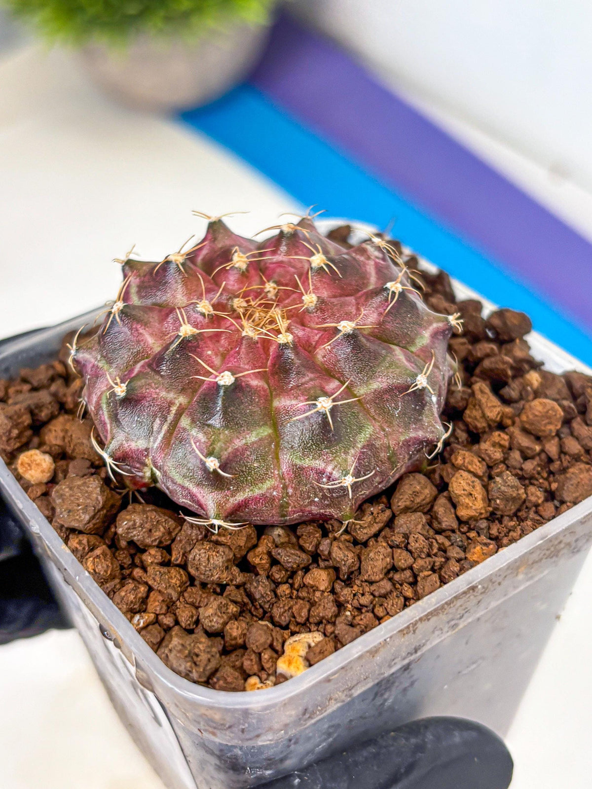 Gymnocalycium Neon (gy16) (18) | Variegated cactus