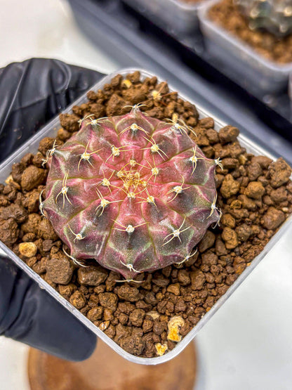 Gymnocalycium Neon (gy16) (18) | Variegated cactus