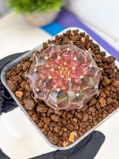 Gymnocalycium Neon (gy16) (18) | Variegated cactus