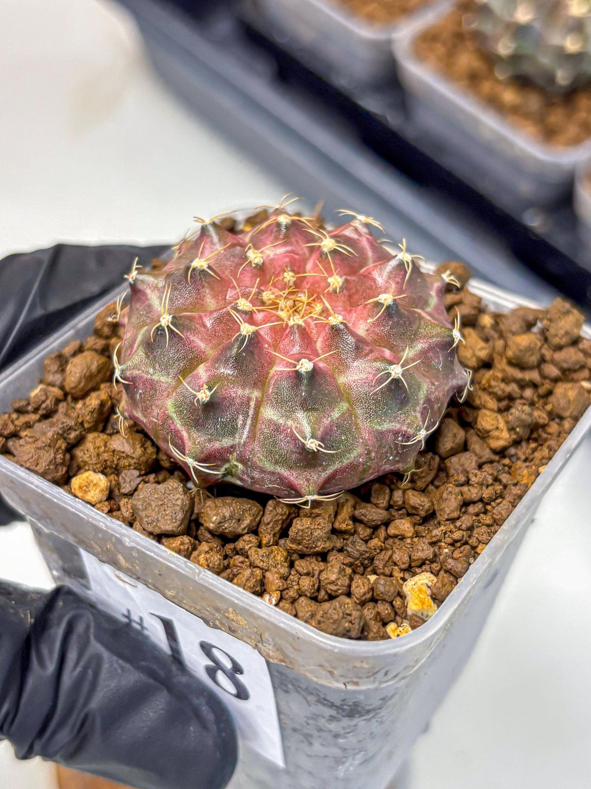 Gymnocalycium Neon (gy16) (18) | Variegated cactus