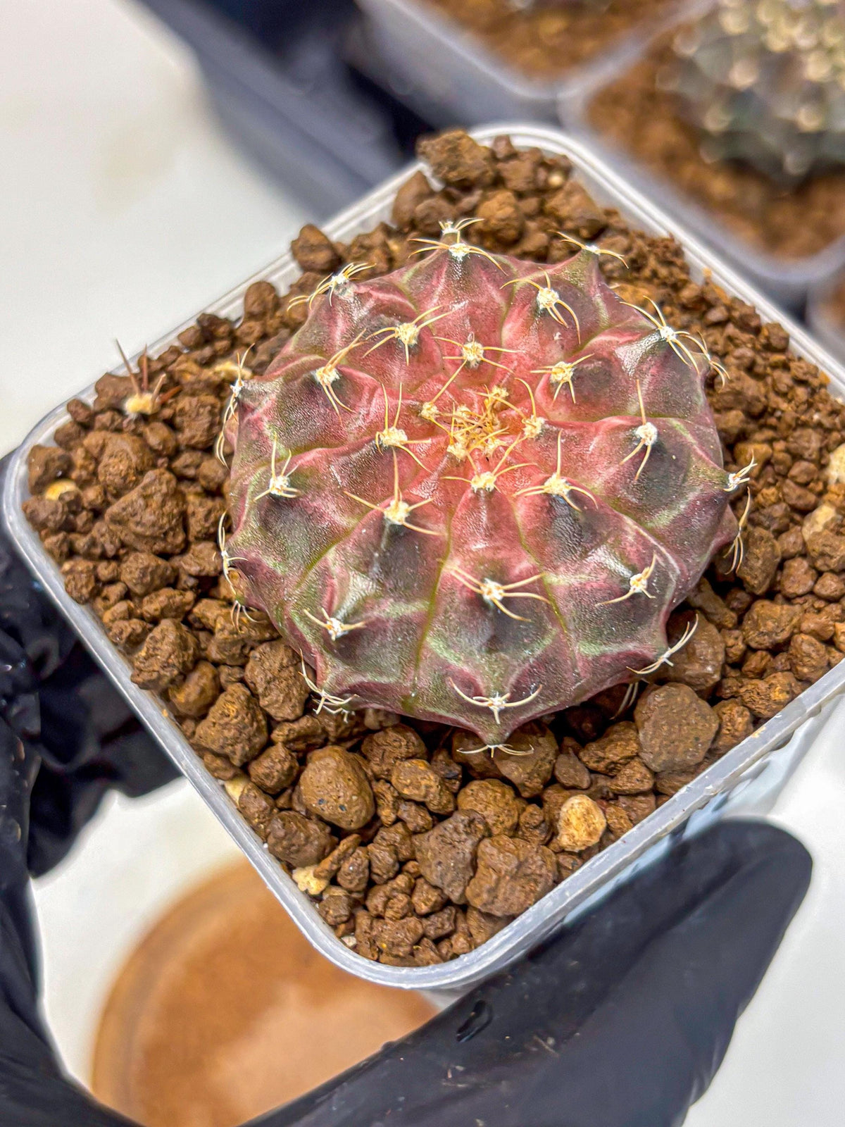Gymnocalycium Neon (gy16) (18) | Variegated cactus