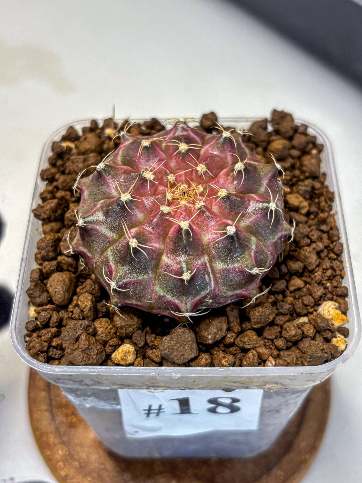 Gymnocalycium Neon (gy16) (18) | Variegated cactus