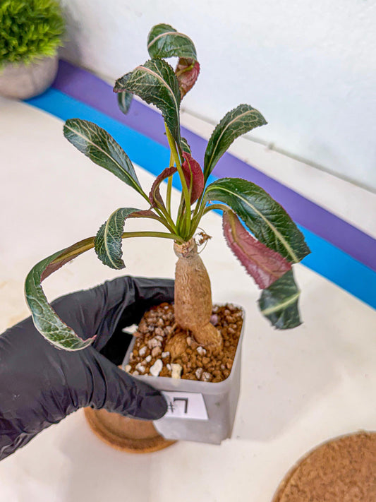 Rare Labatii Plant (7) | Rare House Plant