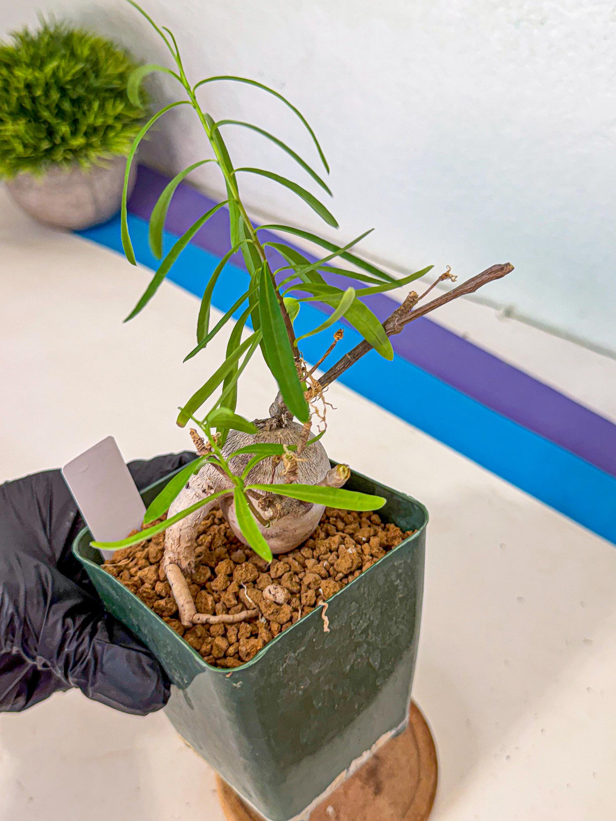 Euphorb Hedyotoides (4) | Cactus Bonsai