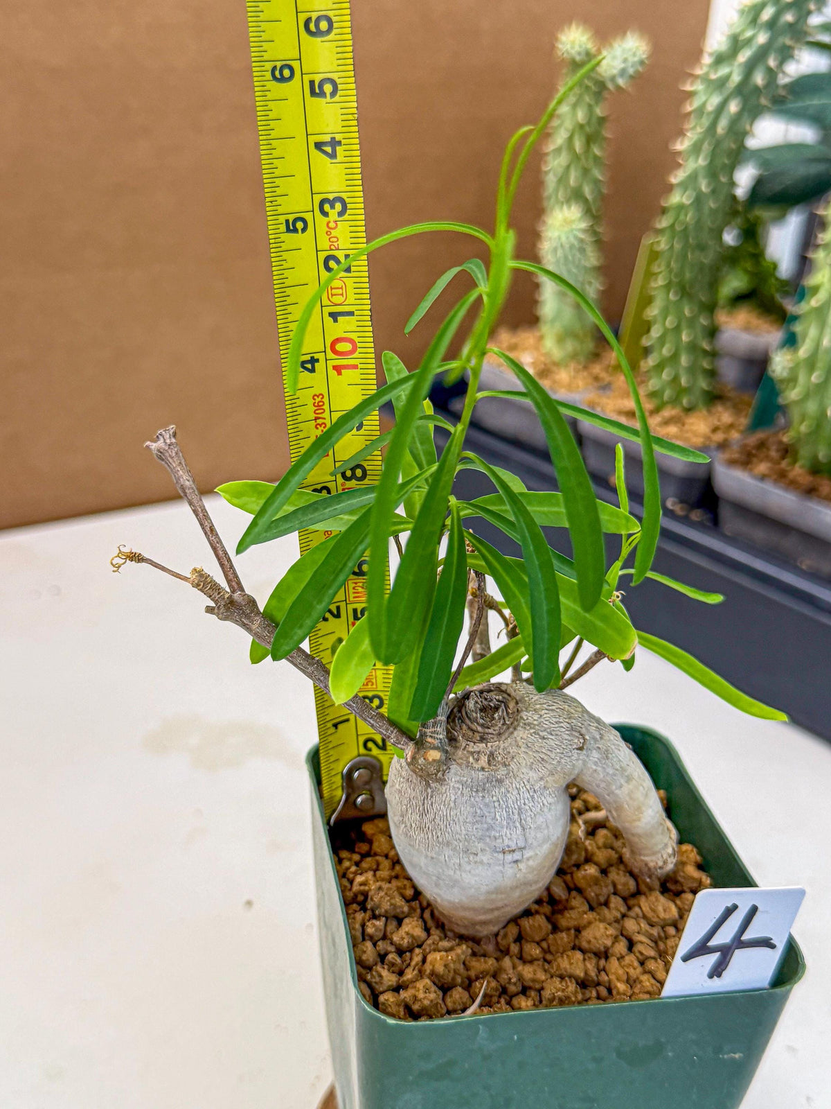 Euphorb Hedyotoides (4) | Cactus Bonsai