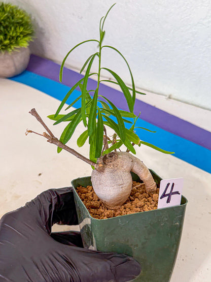 Euphorb Hedyotoides (4) | Cactus Bonsai