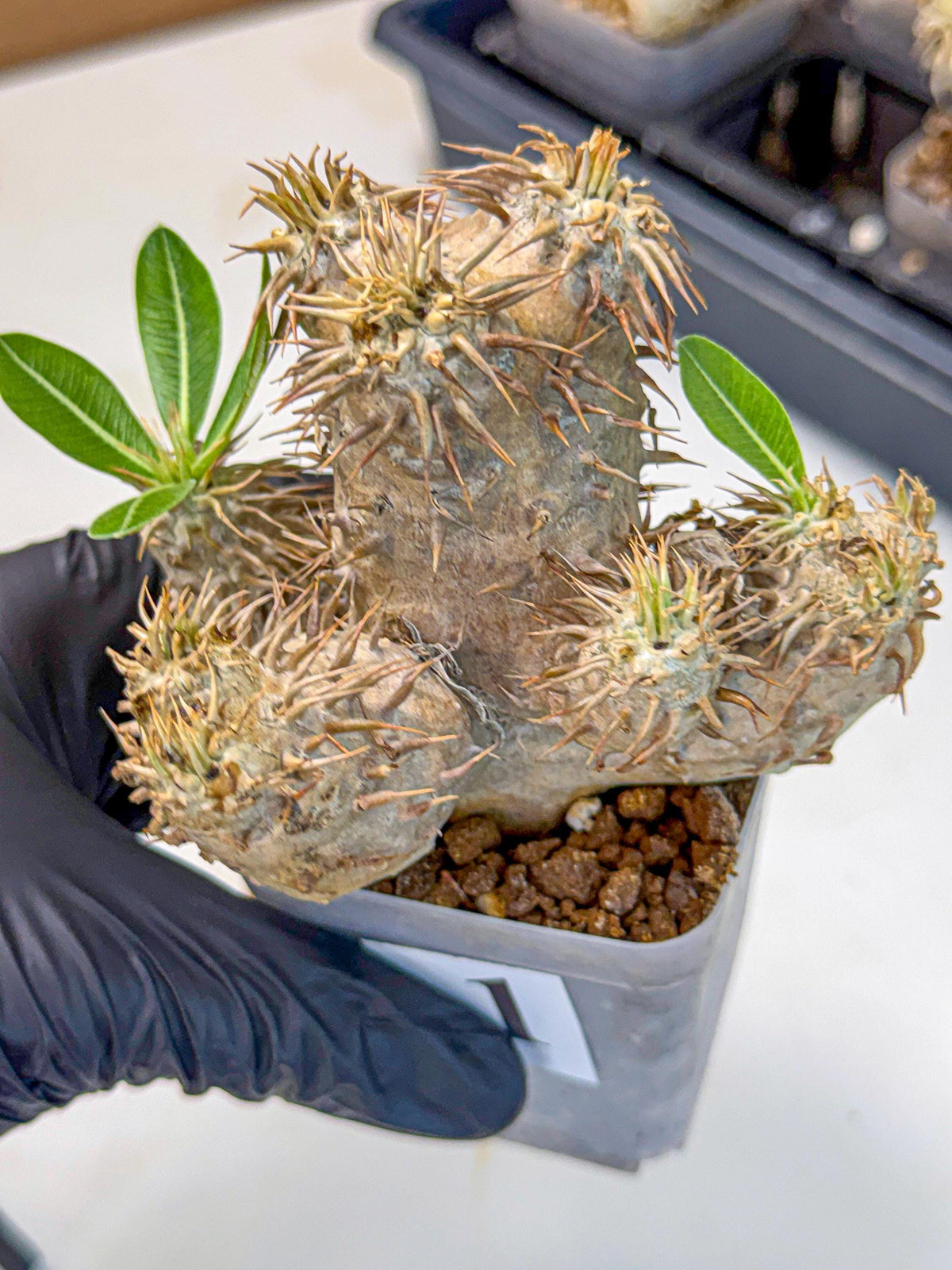 Brevicaule Baker (1) | Rare Plants