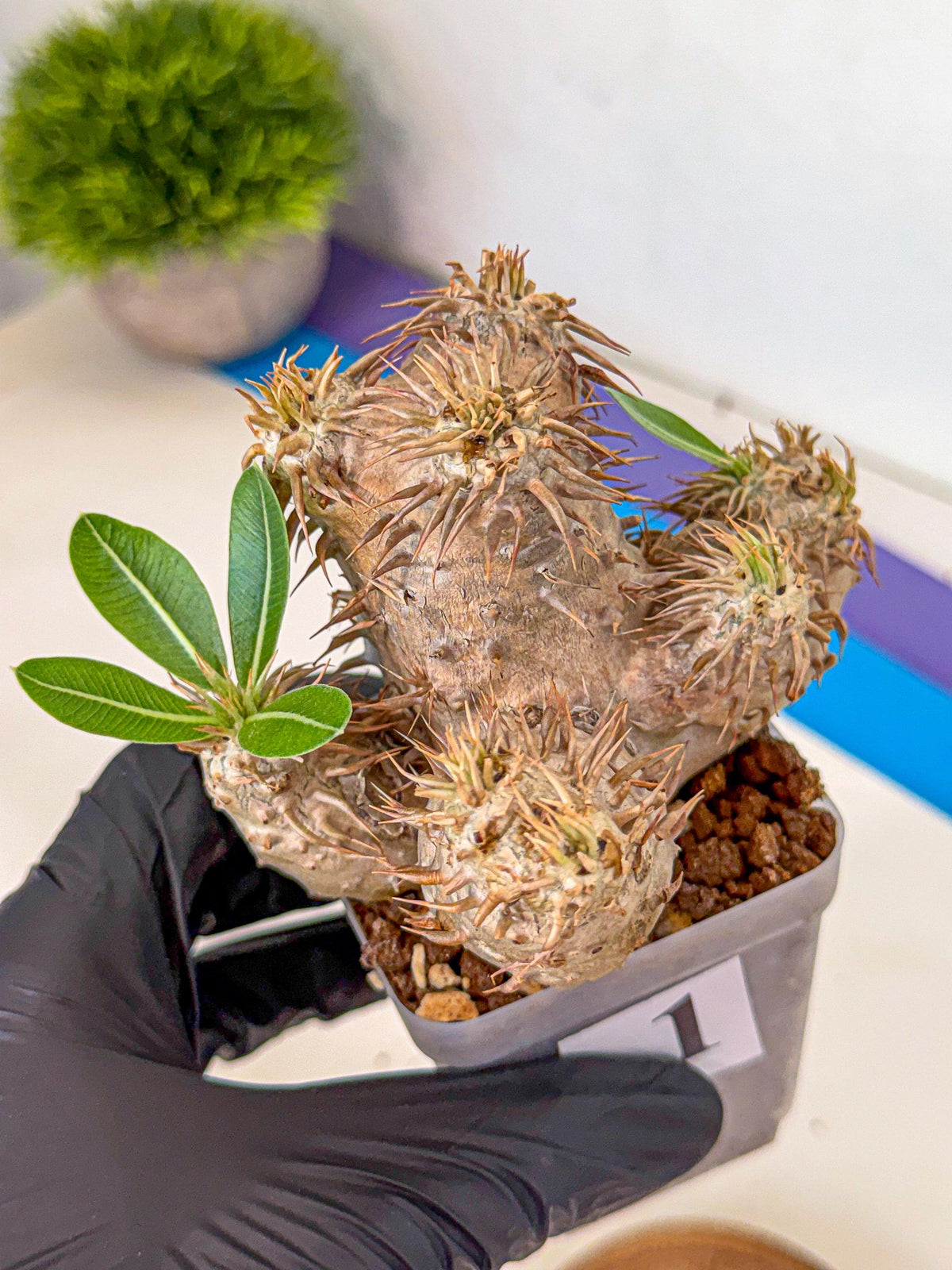 Brevicaule Baker (1) | Rare Plants