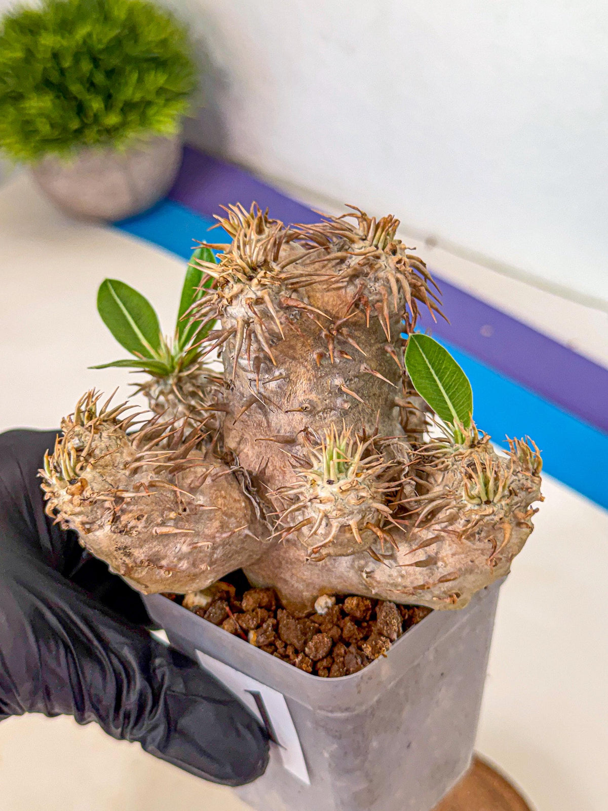 Brevicaule Baker (1) | Rare Plants