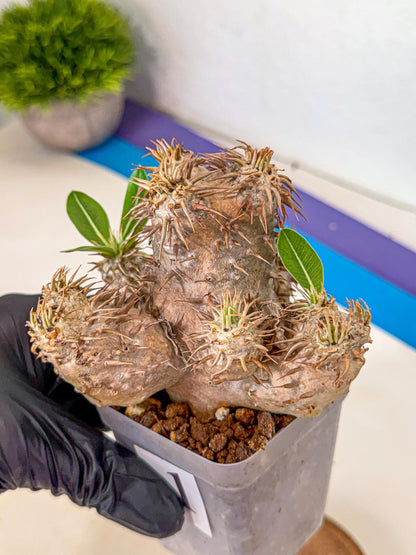 Brevicaule Baker (1) | Rare Plants