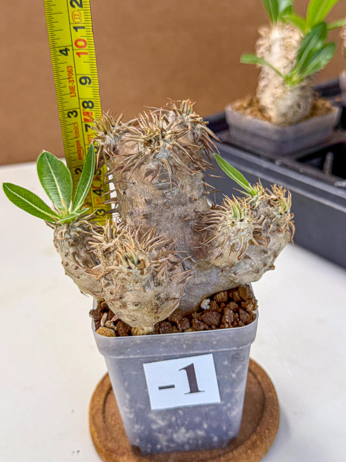 Brevicaule Baker (1) | Rare Plants