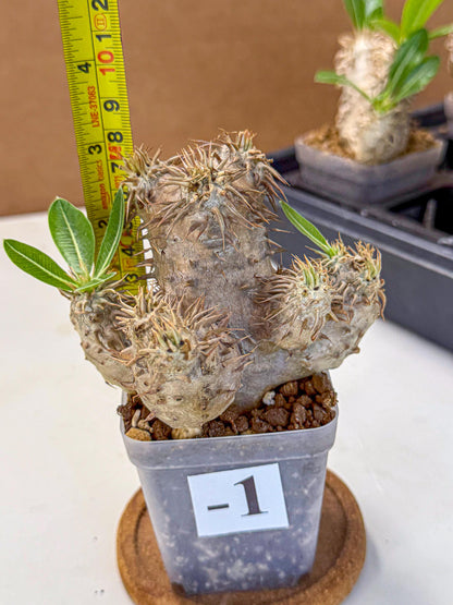 Brevicaule Baker (1) | Rare Plants