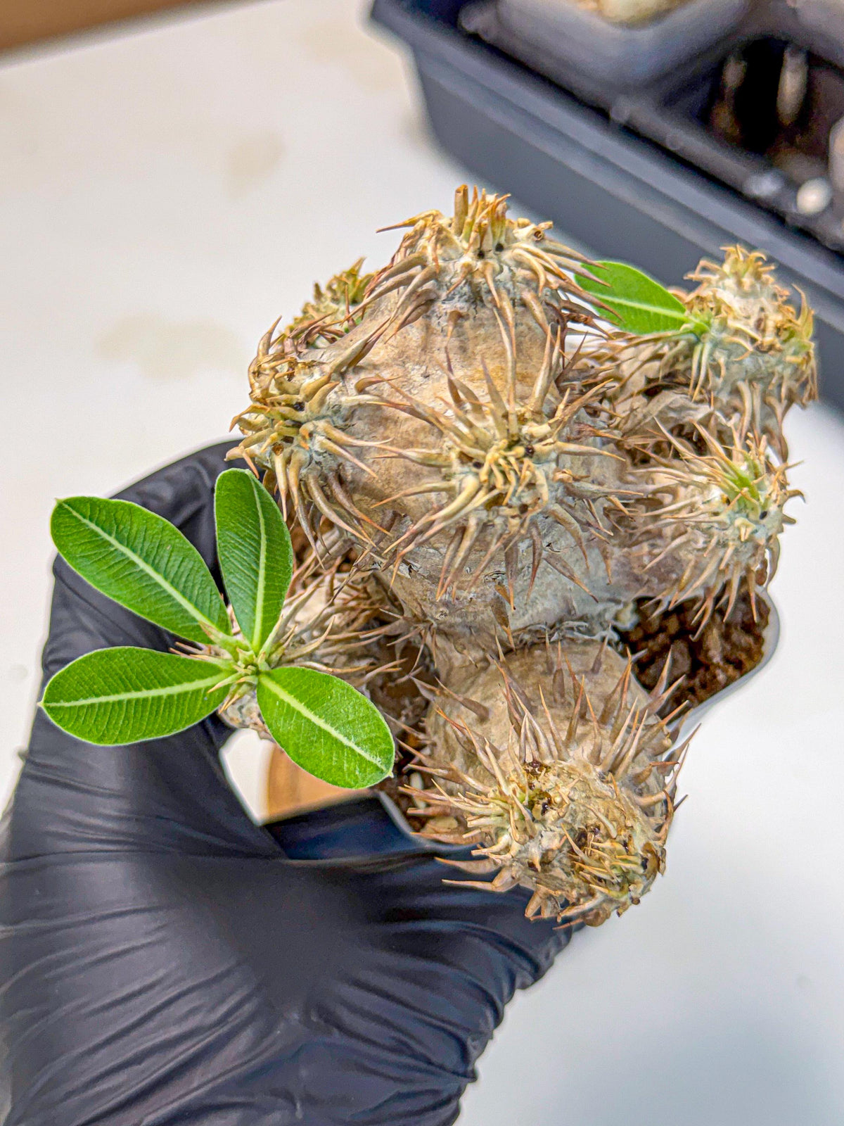 Brevicaule Baker (1) | Rare Plants